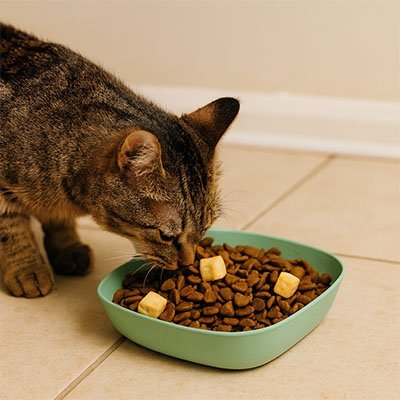 Gamelles chat