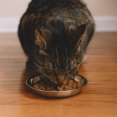 Gamelles chaton
