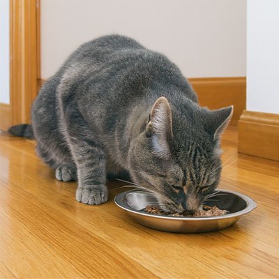 Gamelles chaton